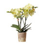 Mexico orchidee geel